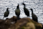 BB 15 0663 / Phalacrocorax aristotelis / Toppskarv <br /> Uria aalge / Lomvi